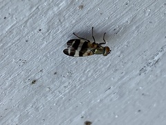 Chaetopsis massyla