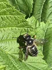 Megachile