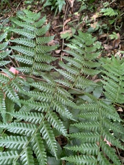 Alsophila fenicis