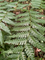 Alsophila fenicis