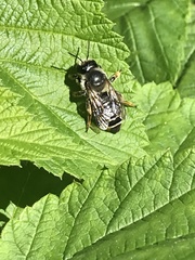 Megachile