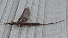 Hexagenia bilineata