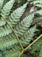 Alsophila fenicis