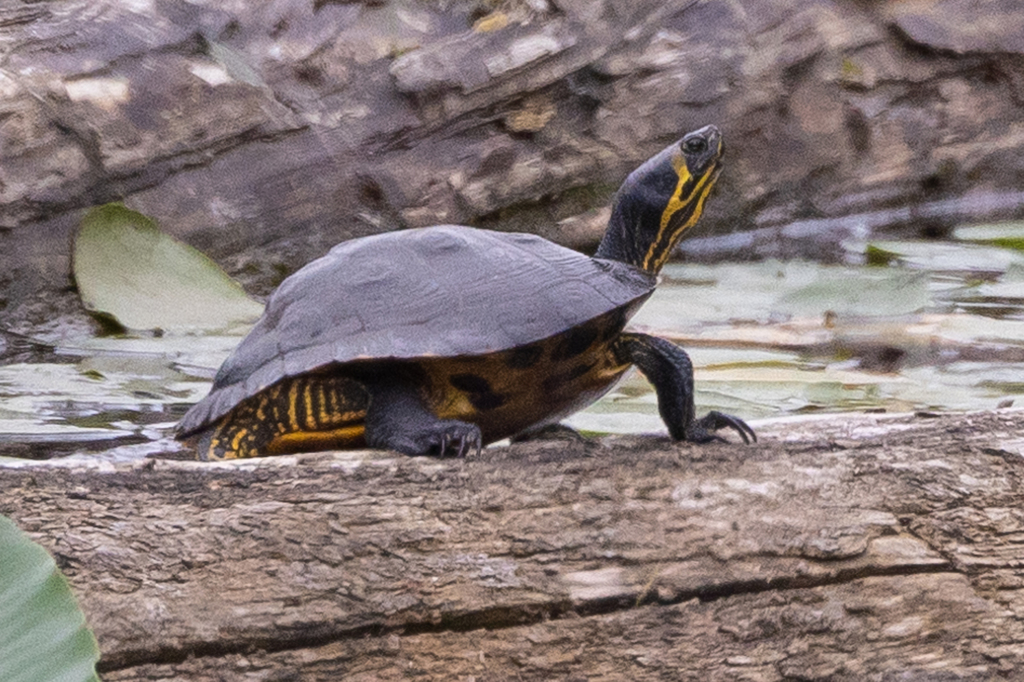 Deirochelyine Turtles from Burnaby, BC, Canada on June 21, 2022 at 01: ...