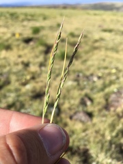 Festuca brachyphylla