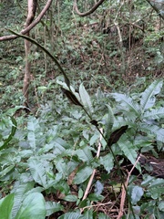 Bolbitis heteroclita