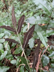 Bolbitis heteroclita