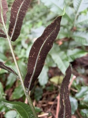 Bolbitis heteroclita