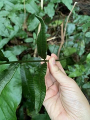 Bolbitis heteroclita