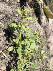 Rorippa curvisiliqua