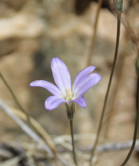 Brodiaea filifolia