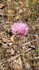 Allium sanbornii