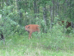Bison bison athabascae