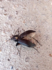 Calosoma
