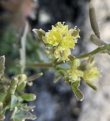 Rorippa curvisiliqua