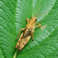 Ognevia longipennis