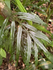 Lomariopsis boninensis