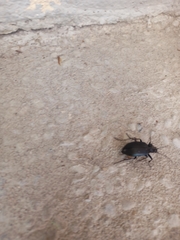 Calosoma