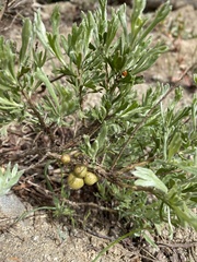 Rhopalomyia calvipomum