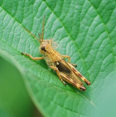Ognevia longipennis