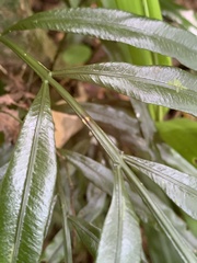 Lomariopsis boninensis