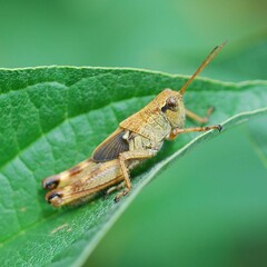 Ognevia longipennis