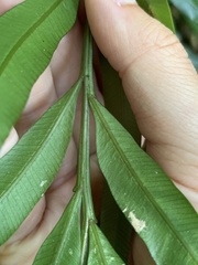 Lomariopsis boninensis