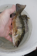 Lutjanus griseus