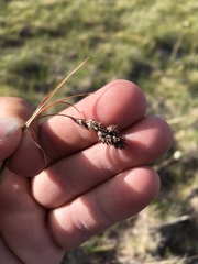 Luzula spicata
