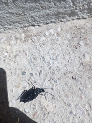 Calosoma