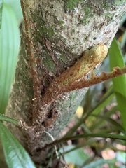 Lomariopsis boninensis