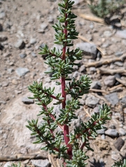 Halogeton