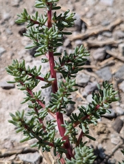 Halogeton