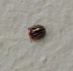 Agroiconota propinqua