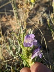 Penstemon eriantherus