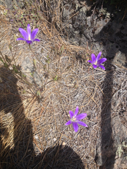 Brodiaea