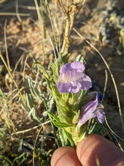 Penstemon eriantherus