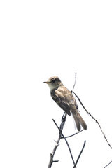 Empidonax albigularis
