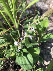 Verbena carnea