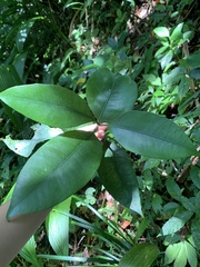 Garcinia linii