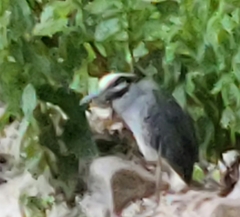 Nyctanassa violacea violacea