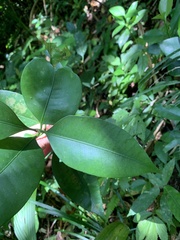 Garcinia linii