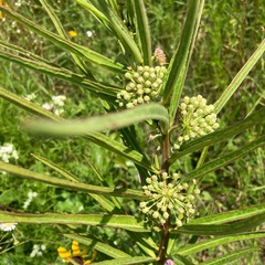 Asclepias hirtella