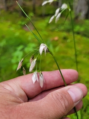 Eriophorum viridicarinatum