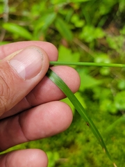 Eriophorum viridicarinatum