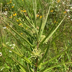 Asclepias hirtella