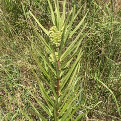 Asclepias hirtella