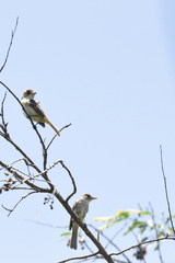 Empidonax albigularis