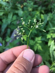 Osmorhiza depauperata