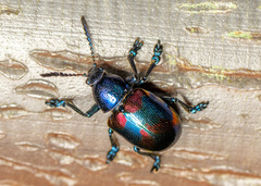 Platycorynus undatus